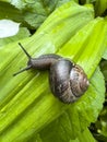 Snail on a bright green leaf, dew drops, close-up, macro photography Royalty Free Stock Photo