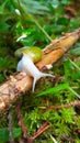 Snail moving on forest floor Royalty Free Stock Photo