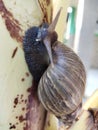 Snail always bring its shell to anywhere it go to save his soft body from predator and climate