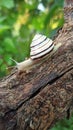 Snail bro yos