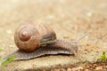 Snail on a brown Background Royalty Free Stock Photo