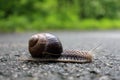 Snail crossing paved road Royalty Free Stock Photo