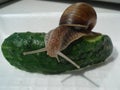 Snail Royalty Free Stock Photo