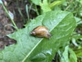 Common name: Chittenango ovate amber snail, scientific name: Novisuccinea chittenangoensis Royalty Free Stock Photo