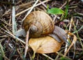 Snail on the leave in autumn Royalty Free Stock Photo