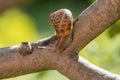 Snail on a tree trunk after the rain( Helix pomatia) Royalty Free Stock Photo