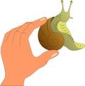 snail with brown shell in human hand Royalty Free Stock Photo