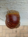 snail with a brown shell pattern with black lines attached to the wall