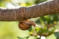 Snail on a tree trunk after the rain Royalty Free Stock Photo