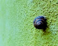 Snail on a bumpy colorfull wall close up concep