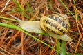 Snail c Royalty Free Stock Photo