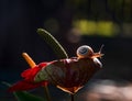 Snail can be seen on a petal of a colourful flamingo glower