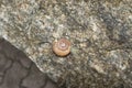 Snail moves along a rock near a precipice