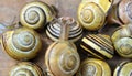 Snail Cepaea nemoralis