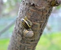 Snail Cepaea nemoralis