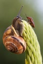 Snail and chinch Royalty Free Stock Photo