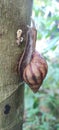 Snail chocolate on the tree trunk papaya Royalty Free Stock Photo