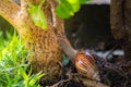 A snail clamber up to the tree at garden Royalty Free Stock Photo