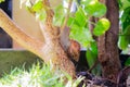 A snail clamber up to the tree at garden after rainy day Royalty Free Stock Photo