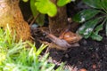 A snail clamber up to the tree at garden Royalty Free Stock Photo