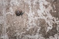 Snail on dirty textured cement wall