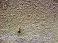 snail climb on sandstone wall, concept try to goal, try to success, pass to winner Royalty Free Stock Photo