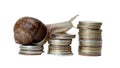 Snail climbing coins