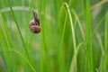 Snail climbing grass. Vibrant green grass
