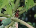 A snail is climbing on a papaya tree with papaya flowers. Royalty Free Stock Photo