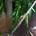 a snail climbing a piece of dry wood in the rain