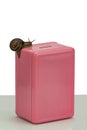 Snail climbing on pink money box