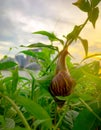 Snail climbing on plant in the evening beside the river opposite landmark building of Singapore at sunset. Slow life concept. Slow Royalty Free Stock Photo