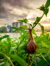 Snail climbing on plant in the evening beside the river opposite landmark building of Singapore at sunset. Slow life concept. Royalty Free Stock Photo