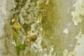 Snail climbing slowly beside Mexican daisy on wall Royalty Free Stock Photo