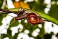 Snail climbing tree stalk Royalty Free Stock Photo