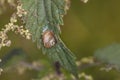 Snail climbing up a leaf nettle Royalty Free Stock Photo