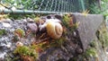 Snail climbing 2