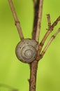 Snail climbs on branch in front of green background