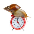 Snail on clock