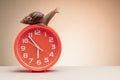 Snail on a clock showing seventeen hours fifty five minutes as a concept of slow motion with copy space