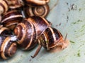 Snail close-up crawling on wall of plastic bucket Royalty Free Stock Photo