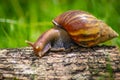 Snail. Close-up Snail. Curious snail crawling on concrete. Helix. Roman snail. - Image Royalty Free Stock Photo