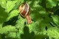 snail close up in the garden