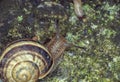 snail close up in the garden