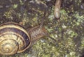 snail close up in the garden Royalty Free Stock Photo