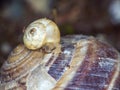 snail close up in the garden