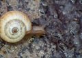 snail close up in the garden