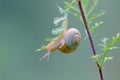 Snail Royalty Free Stock Photo