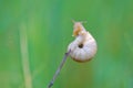 Snail Royalty Free Stock Photo