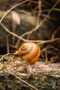 Snail - Close up Macro snail on dry leaf in the garden. Reptile Snail moving on dry leaves. Large white mollusk snails with brown Royalty Free Stock Photo